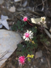 Thalictrum rubescens