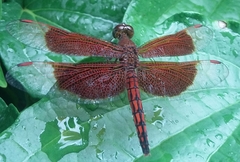 Neurothemis ramburii