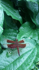 Neurothemis ramburii