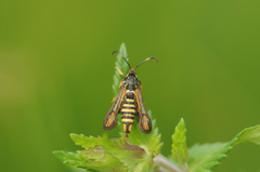 Bembecia ichneumoniformis