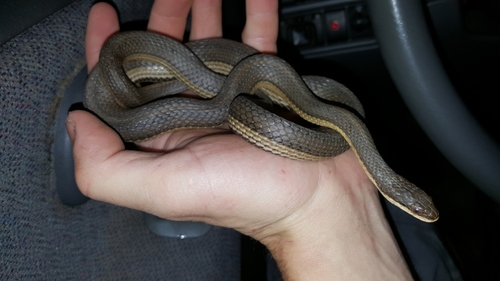 Regina grahamii