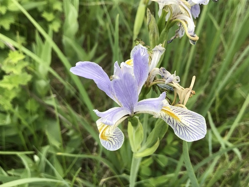 iNaturalist observation 2017-06-03