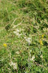 Podosphaera filipendulae