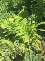 Pteridium latiusculum japonicum