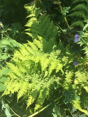 Pteridium latiusculum japonicum