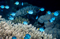 Paracanthurus hepatus