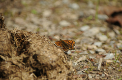 Melitaea diamina