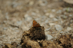 Melitaea diamina