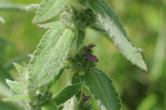 Stachydeae