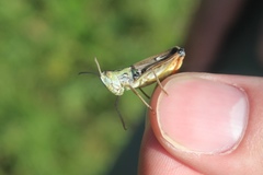 Stenobothrus fischeri