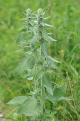Stachydeae