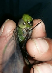 Anax guttatus