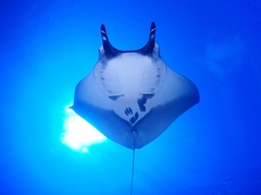 Oceanic manta ray