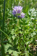Hydrophyllum occidentale