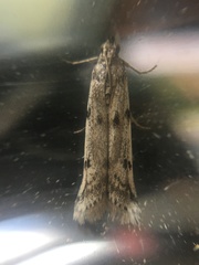 Phycitodes binaevella