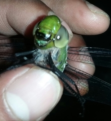 Anax guttatus
