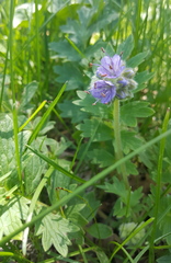 Hydrophyllum occidentale
