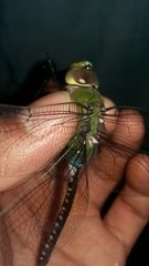 Anax guttatus
