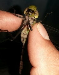 Anax guttatus