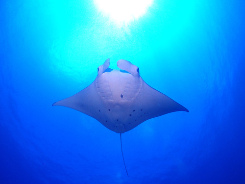 Reef Manta Ray