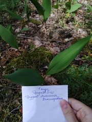 Convallaria majalis