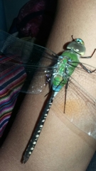 Anax guttatus