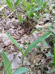 Convallaria majalis