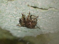 Brachyolus punctatus