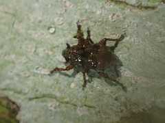Brachyolus punctatus