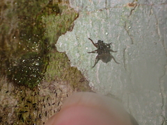 Brachyolus punctatus