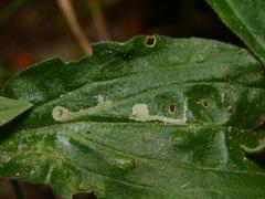 Scaptomyza graminum