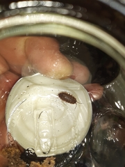 Protracheoniscus politus