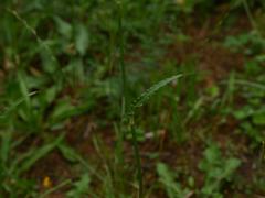 Rumex thyrsiflorus