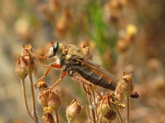 Stenopogon heteroneurus