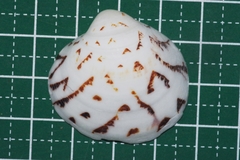 Lioconcha castrensis