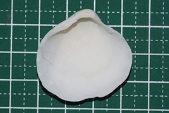 Lioconcha castrensis