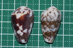 Conus striolatus