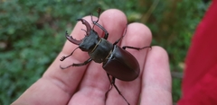 Lucanus cervus
