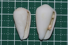 Conus omaria