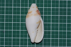 Nebularia eremitarum