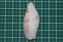Nebularia eremitarum