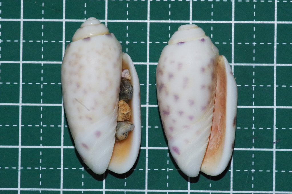 Oliva amethystina