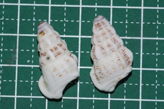 Cerithium columna