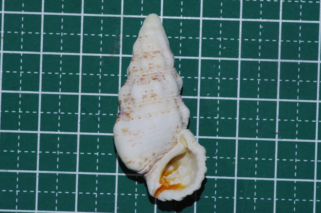 Prickly Horn Snail