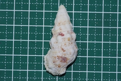 Cerithium echinatum