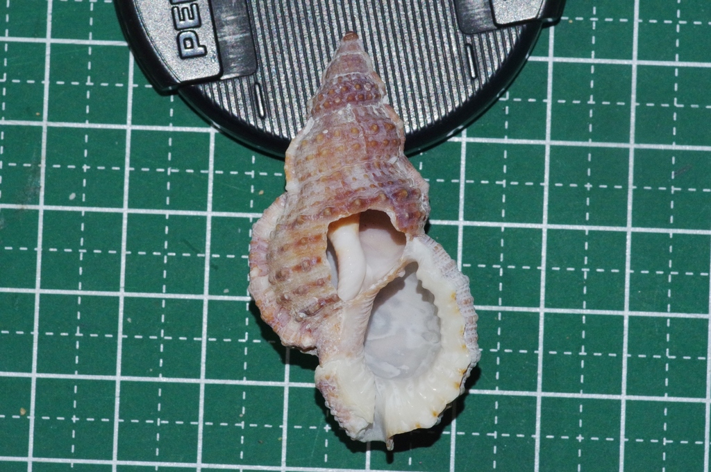 Granular Frog Shell