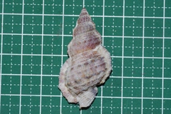 Dulcerana granularis