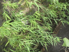 Pogonatherum crinitum