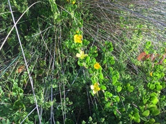 Roepera billardierei