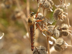 Stenopogon heteroneurus